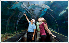 SeaWorld Orlando Attractions